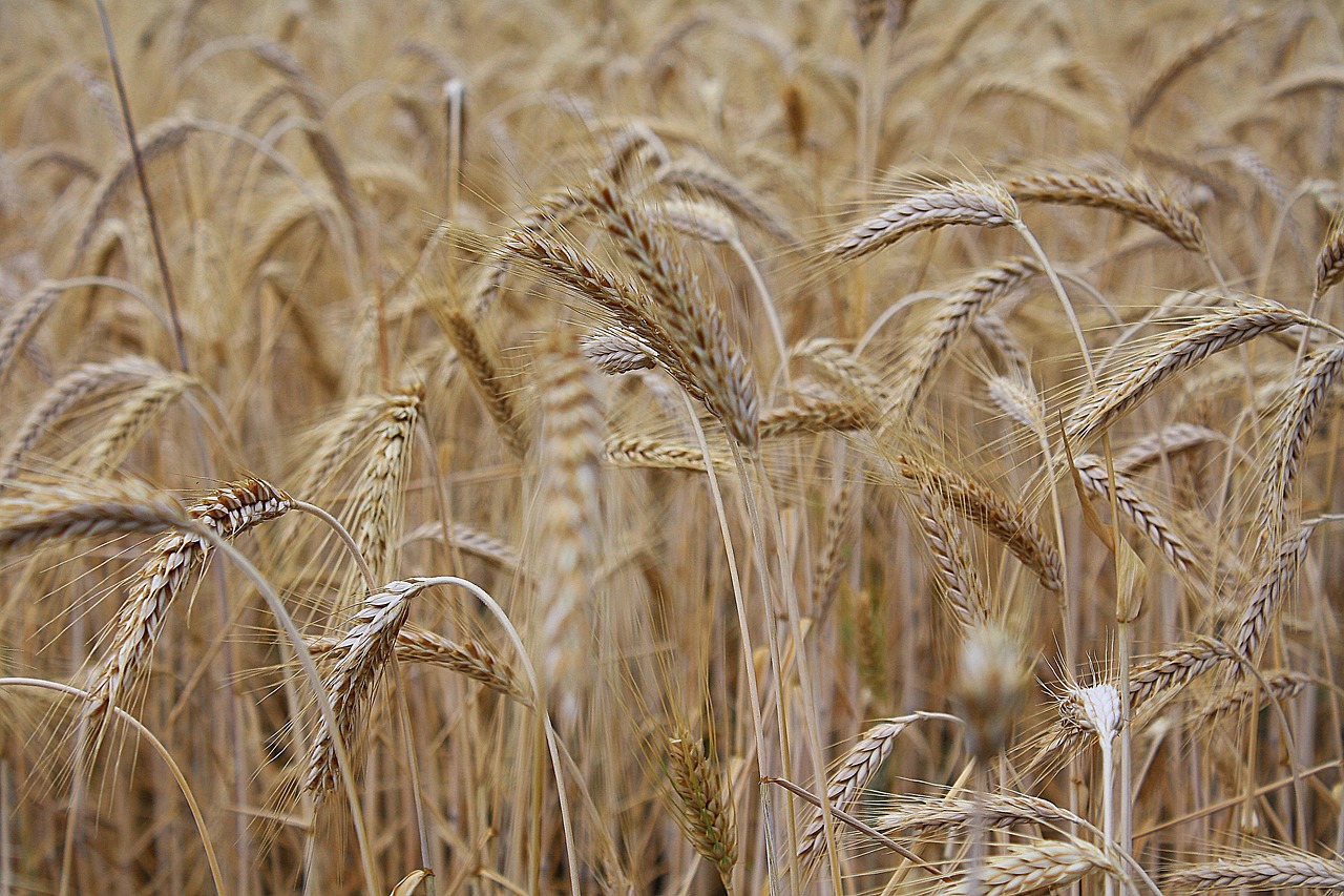 wheat, field, wheat field, barley, crops, wheat crops, arable land, agriculture, farm, farming, cultivation, nature, landscape, rural, countryside, wheat, wheat, wheat, wheat, wheat, wheat field